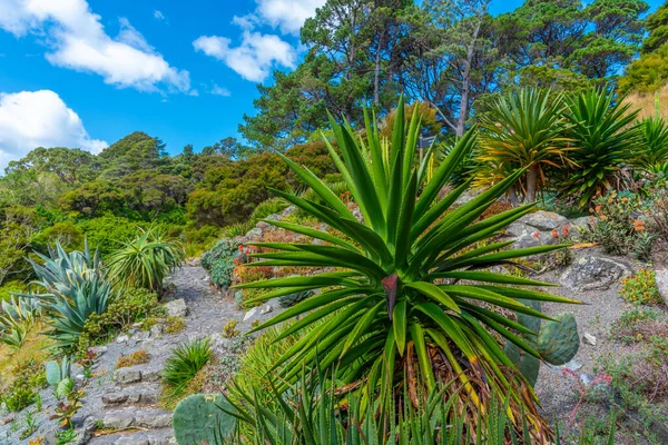 Piante Colorate Wellington Botanic Garden Nuova Zelanda — Foto Stock