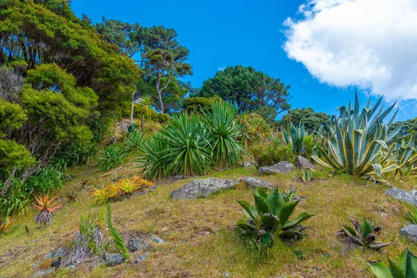 Plantas Coloridas Jardín Botánico Wellington Nueva Zelanda —  Fotos de Stock