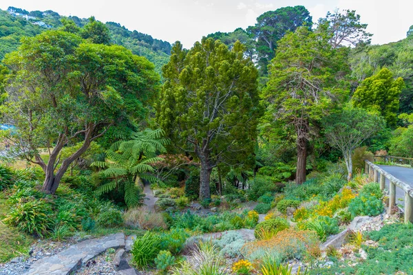 Piante Colorate Wellington Botanic Garden Nuova Zelanda — Foto Stock