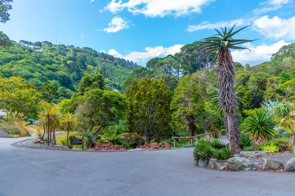 Yeni Zelanda Daki Wellington Botanik Bahçesinde Renkli Bitkiler — Stok fotoğraf