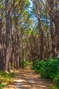 Wellington, Yeni Zelanda 'daki Victoria Dağı' nda orman yolu.