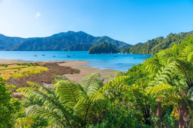 Kraliçe Charlotte 'daki Ngakuta Körfezi Yeni Zeland' in Güney Adası 'nda.