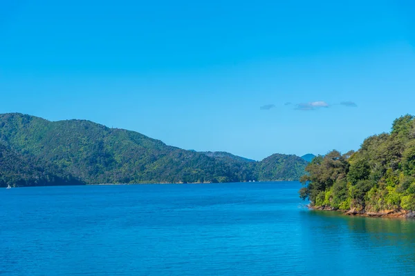 Grove Brazo Reina Charlotte Sonido Isla Sur Nueva Zelanda —  Fotos de Stock