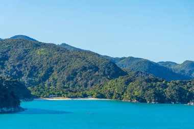 Yeni Zelanda 'daki Abel Tasman Ulusal Parkı' ndaki sınır koyunda.