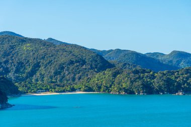 Yeni Zelanda 'daki Abel Tasman Ulusal Parkı' ndaki sınır koyunda.