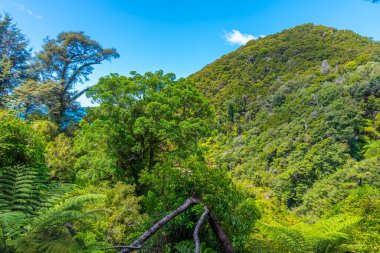 Yeni Zelanda 'daki Abel Tasman Ulusal Parkı' nın tepe örtüsü