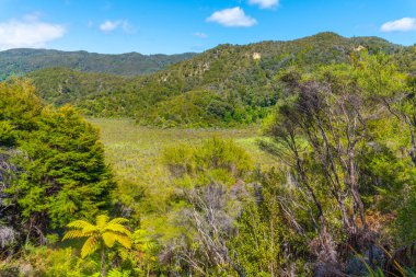 Yeni Zelanda 'daki Abel Tasman Ulusal Parkı' nın tepe örtüsü