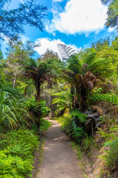 Δασική Διαδρομή Στο Εθνικό Πάρκο Abel Tasman Στη Νέα Ζηλανδία — Φωτογραφία Αρχείου