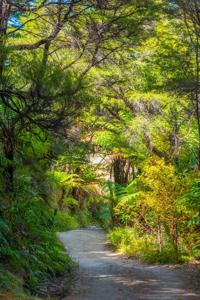 Ruta Forestal Parque Nacional Abel Tasman Nueva Zelanda — Foto de Stock