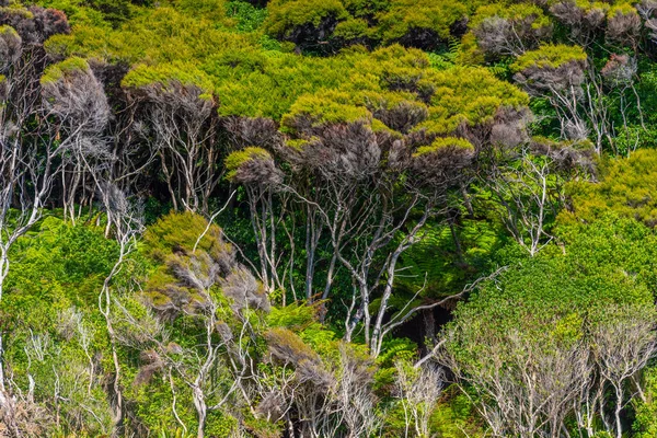 Abel Tasman Nemzeti Park Lombkoronája Zélandon — Stock Fotó