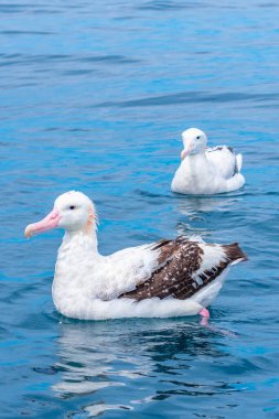 Kaikoura, Yeni Zelanda yakınlarında güney kraliyet albatrosu