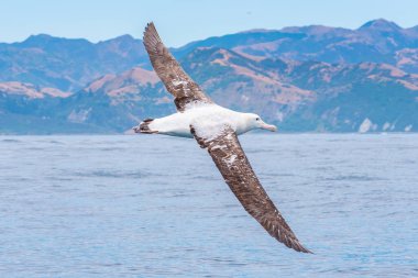 Güney kraliyet albatrosu Kaikoura, Yeni Zelanda yakınlarında uçuyor.