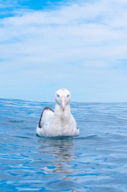 Kaikoura, Yeni Zelanda yakınlarında güney kraliyet albatrosu