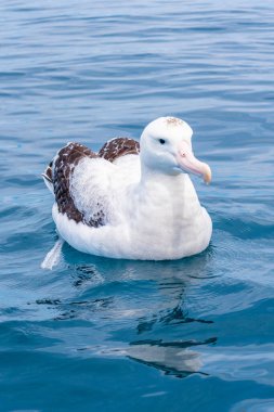 Kaikoura, Yeni Zelanda yakınlarında güney kraliyet albatrosu