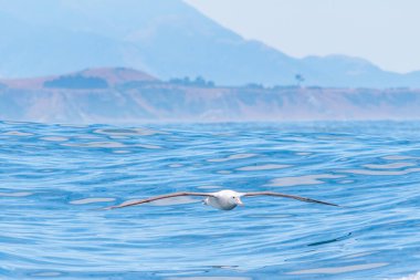 Güney kraliyet albatrosu Kaikoura, Yeni Zelanda yakınlarında uçuyor.