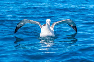 Kaikoura, Yeni Zelanda yakınlarında güney kraliyet albatrosu