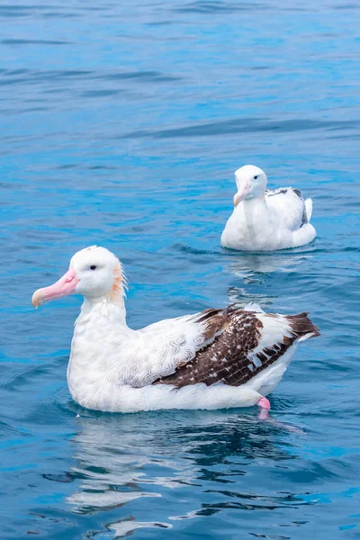 Albatros Royaux Sud Près Kaikoura Nouvelle Zélande — Photo