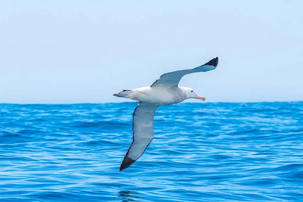 Déli Királyi Albatrosz Kaikoura Közelében Zélandon — Stock Fotó