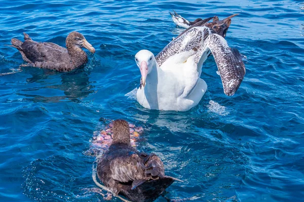 Pétrels Géants Nord Albatros Royaux Sud Près Kaikoura Nouvelle Zélande — Photo