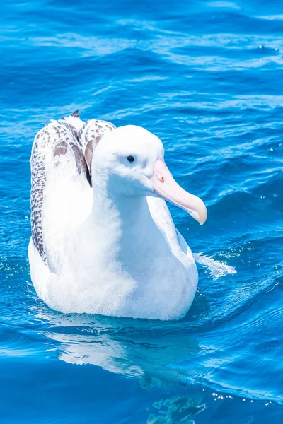 Albatros Royaux Sud Près Kaikoura Nouvelle Zélande — Photo