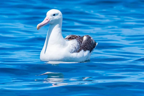 Kaikoura Yeni Zelanda Yakınlarında Güney Kraliyet Albatrosu — Stok fotoğraf