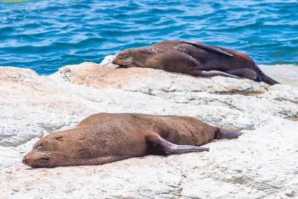 Neuseeländische Pelzrobbe Punkt Kean Kaikoura Neuseeland — Stockfoto