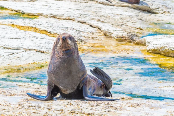 Новозеландский Морской Котик Пункте Кин Кайкоуре Новая Зеландия — стоковое фото