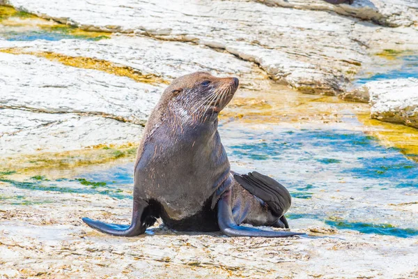 Foca Piel Nueva Zelanda Punto Kean Kaikoura Nueva Zelanda — Foto de Stock