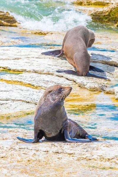 Selo Pele Nova Zelândia Ponto Kean Kaikoura Nova Zelândia — Fotografia de Stock