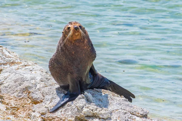 Neuseeländische Pelzrobbe Punkt Kean Kaikoura Neuseeland — Stockfoto