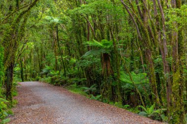 Güney adasının batı kıyısındaki yağmur ormanları Yeni Zelanda 'daki Fox buzulu yakınlarında.