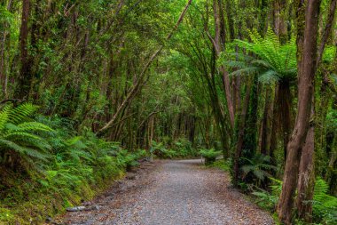 Güney adasının batı kıyısındaki yağmur ormanları Yeni Zelanda 'daki Fox buzulu yakınlarında.
