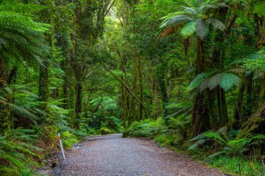 Güney adasının batı kıyısındaki yağmur ormanları Yeni Zelanda 'daki Fox buzulu yakınlarında.