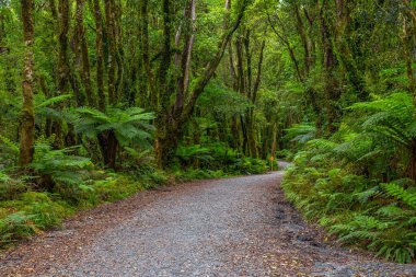 Güney adasının batı kıyısındaki yağmur ormanları Yeni Zelanda 'daki Fox buzulu yakınlarında.
