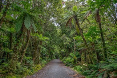 Güney adasının batı kıyısındaki yağmur ormanları Yeni Zelanda 'daki Fox buzulu yakınlarında.