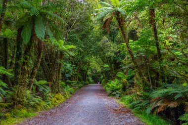Güney adasının batı kıyısındaki yağmur ormanları Yeni Zelanda 'daki Fox buzulu yakınlarında.