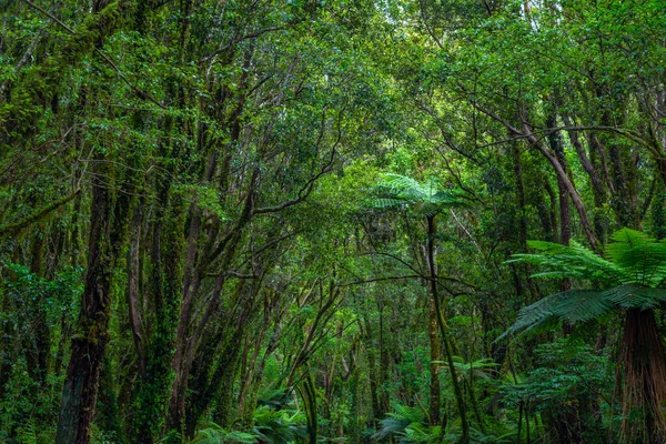 Rainforest Στη Δυτική Ακτή Του South Island Κοντά Στον Παγετώνα — Φωτογραφία Αρχείου