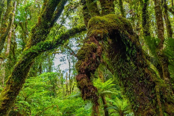Rainforest West Coast South Island Fox Glacier New Zealand — Stock Photo, Image