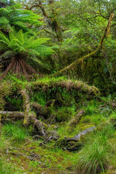 Тропічні Ліси Західному Узбережжі Південного Острова Новій Зеландії — стокове фото