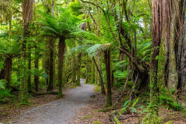Rainforest Στη Δυτική Ακτή Του South Island Στη Νέα Ζηλανδία — Φωτογραφία Αρχείου