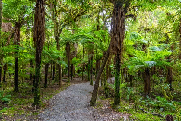 Rainforest Στη Δυτική Ακτή Του South Island Στη Νέα Ζηλανδία — Φωτογραφία Αρχείου