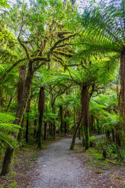 Rainforest Στη Δυτική Ακτή Του South Island Στη Νέα Ζηλανδία — Φωτογραφία Αρχείου