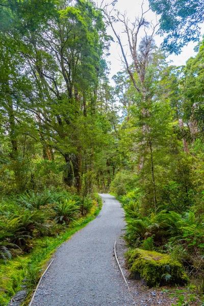 Rainforest Στη Δυτική Ακτή Του South Island Στη Νέα Ζηλανδία — Φωτογραφία Αρχείου