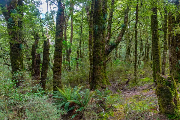 Rainforest West Coast South Island New Zealand — Stock Photo, Image