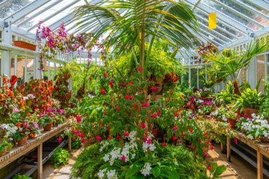 Dunedin, Yeni Zelanda 'daki Olveston Tarih Evi' nde sera