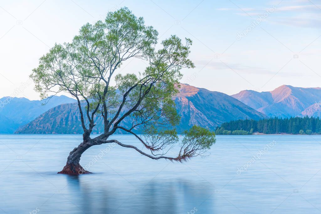 Sunset view of That Wanaka tree in New Zealand