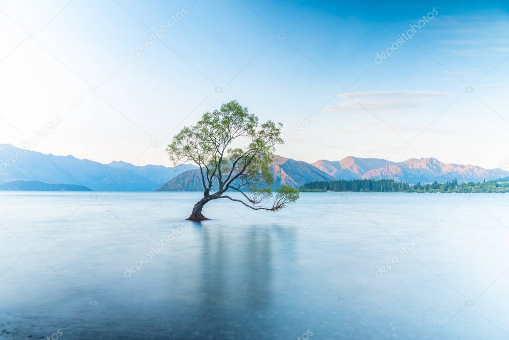 Sunset view of That Wanaka tree in New Zealand