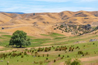 Yeni Zelanda 'da Merkez Otago Demiryolu' ndan izlenen koyun çiftliği.