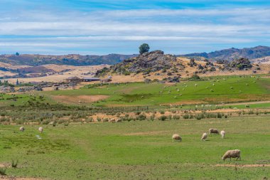 Yeni Zelanda 'da Merkez Otago Demiryolu' ndan izlenen koyun çiftliği.
