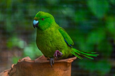 Antipodes Island Parakeet at Kiwi birdlife park in Queenstown, New Zealand clipart